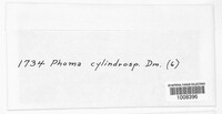 Coleophoma cylindrospora image